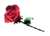 single rose